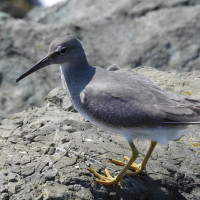 Wandering Tattler